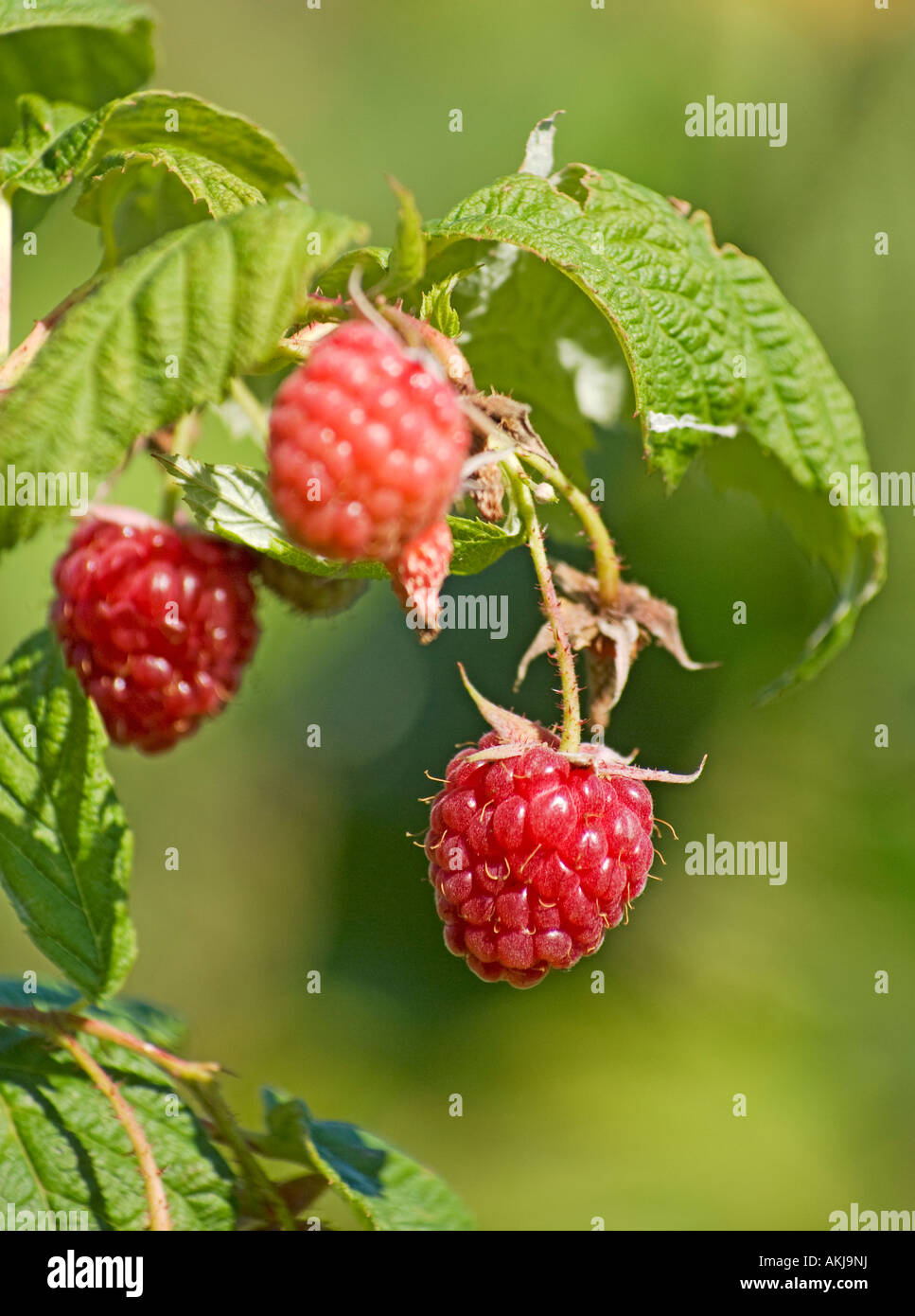 Raspberry Autumn Bliss fruiting in August 2007 in a Wiltshire garden England UK EU Stock Photo