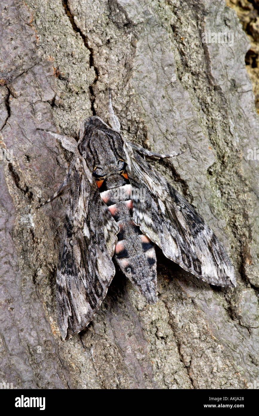 Convolvulus Hawk moth Agrius convolvuli at rest on bark potton bedfordshire Stock Photo