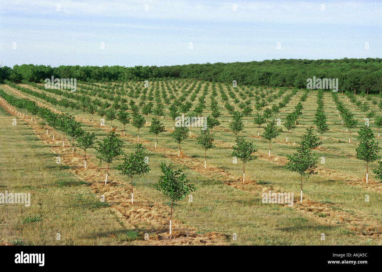 New cherry orchards dot the landscape around Traverse City Michigan
