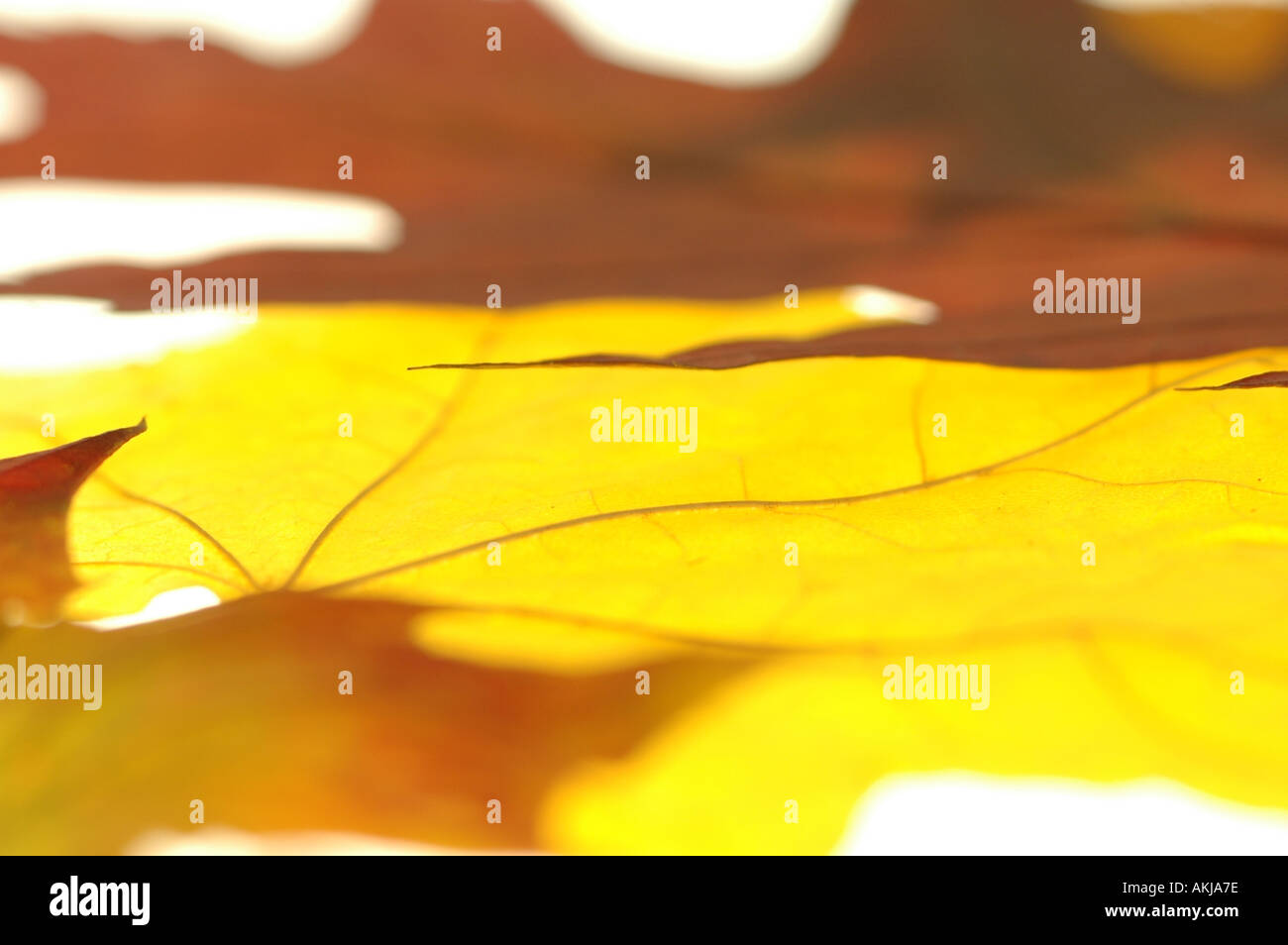 Yellow autmn leaves hi-res stock photography and images - Alamy
