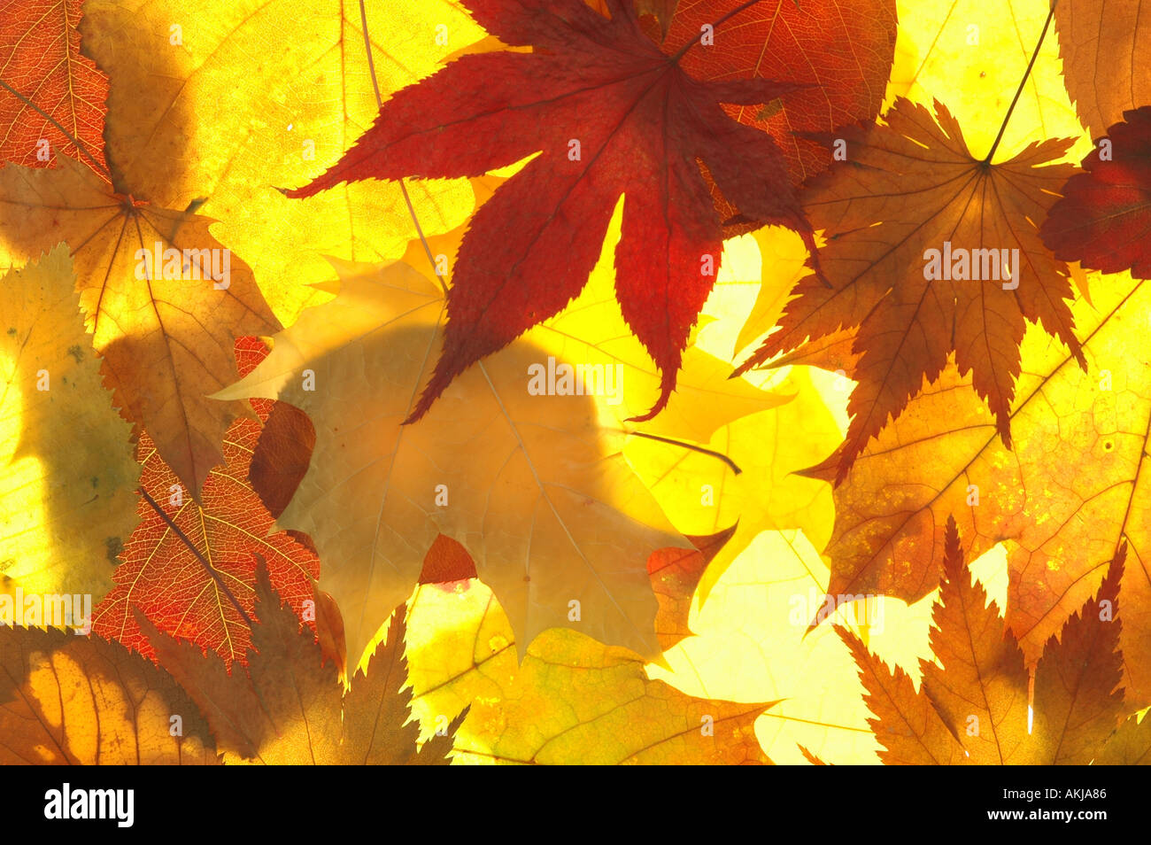 Autmn leaves hi-res stock photography and images - Alamy