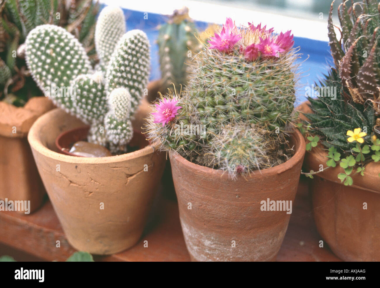 Close up of red Rebutia Miniscula cactus and Opuntia cactus in terracotta pots Stock Photo