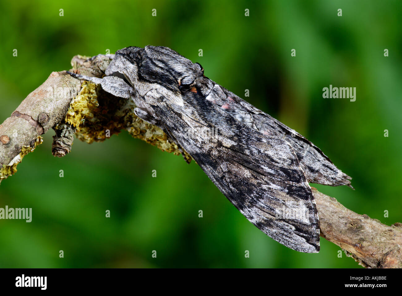 Convolvulus Hawk Moth Agrius convolvuli at rest on twig with nice out od focus background potton bedfordshire Stock Photo