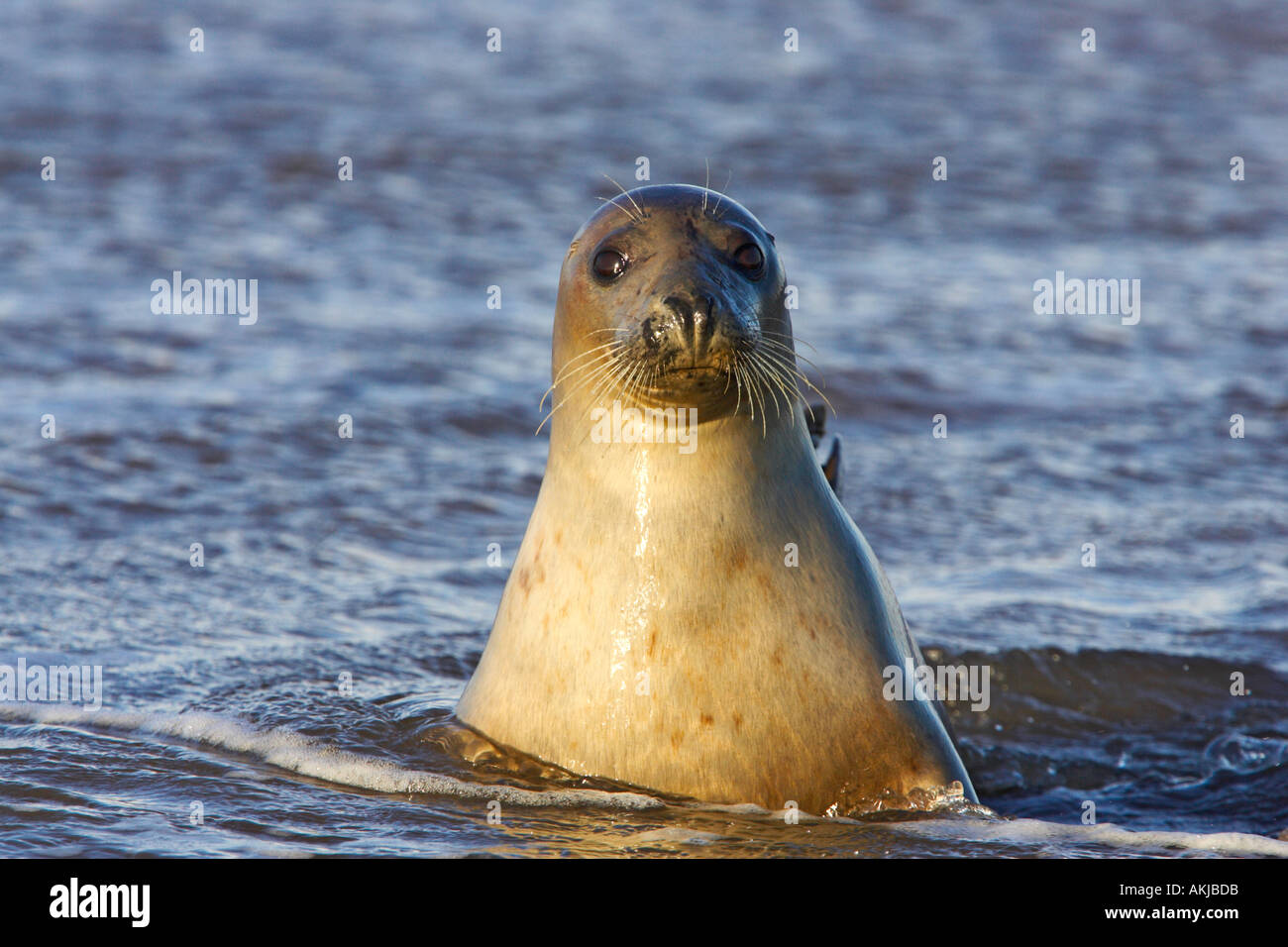 Grey seal Halichoerus grypus with head out of water looking alert donna nook lincolnshire Stock Photo