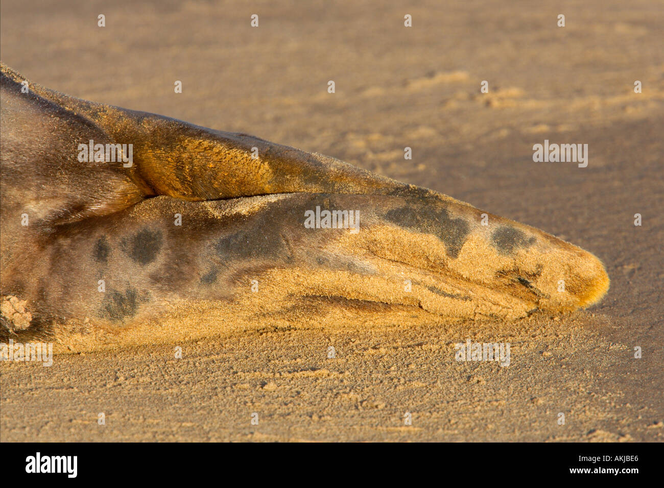 Grey seal Halichoerus grypus Close up of flippers Stock Photo