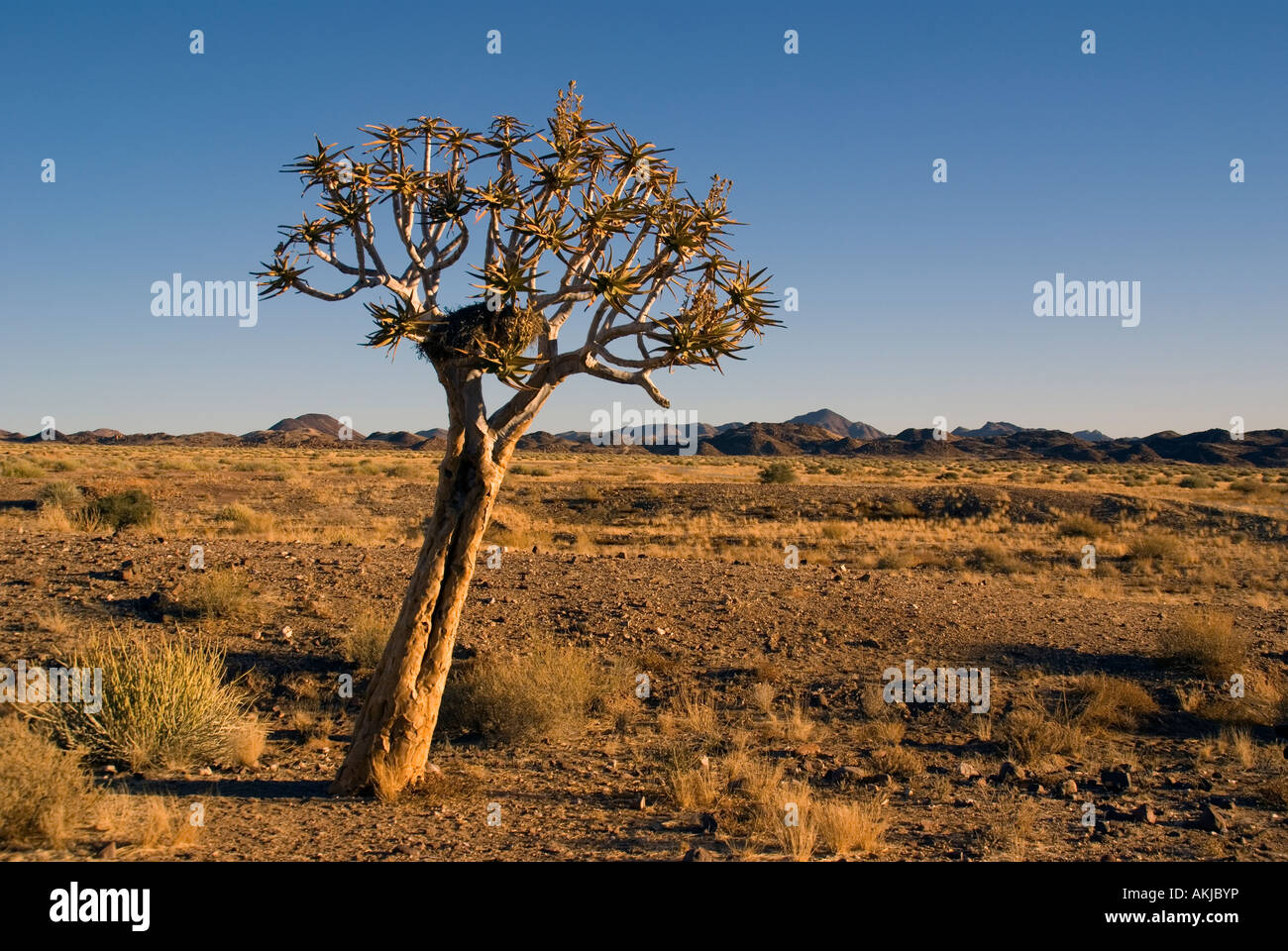 Quiver tree or kokerboom aloe dichtoma in Kalahari desert of southern