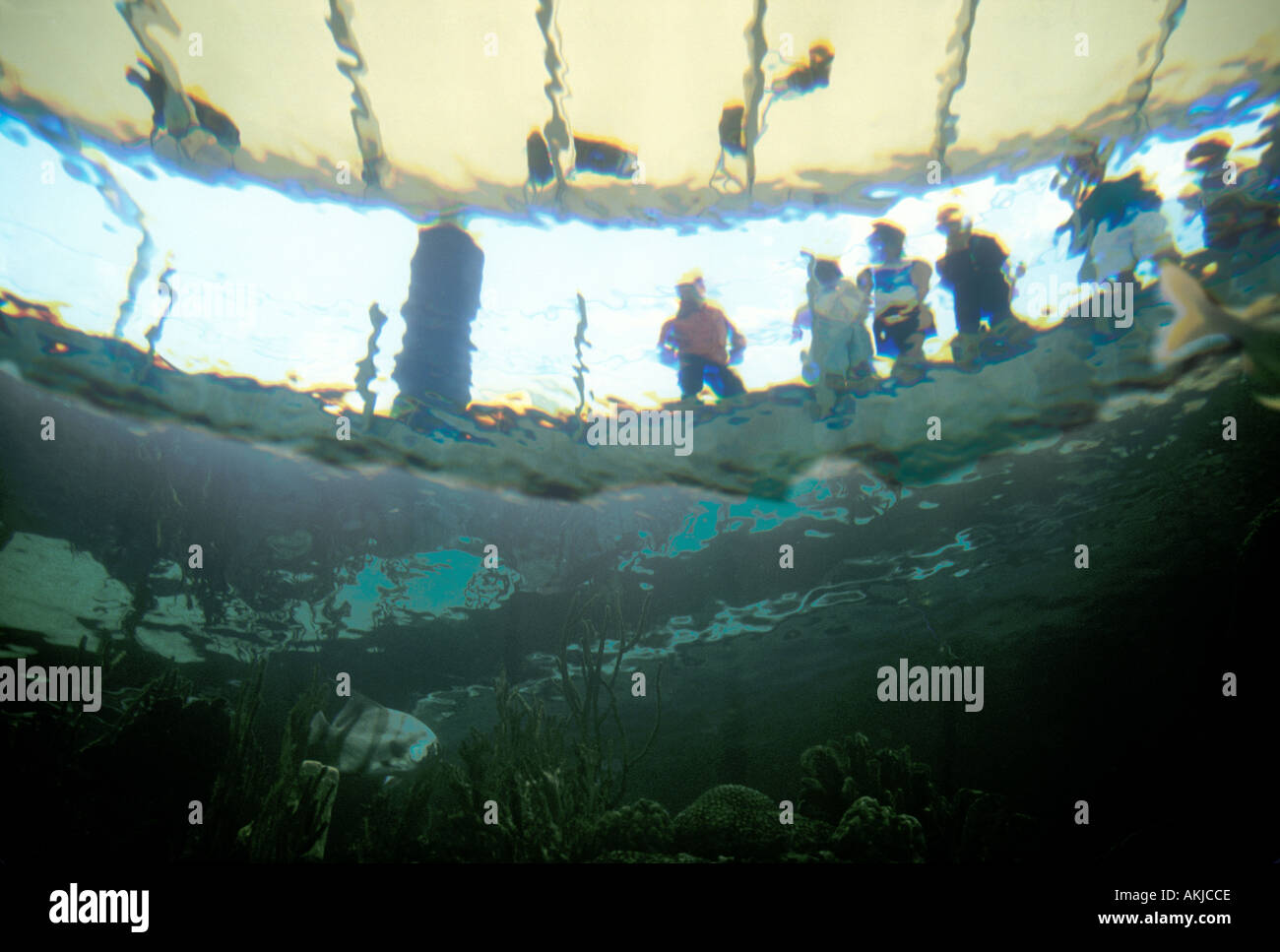 Inside Aquarium Stock Photo