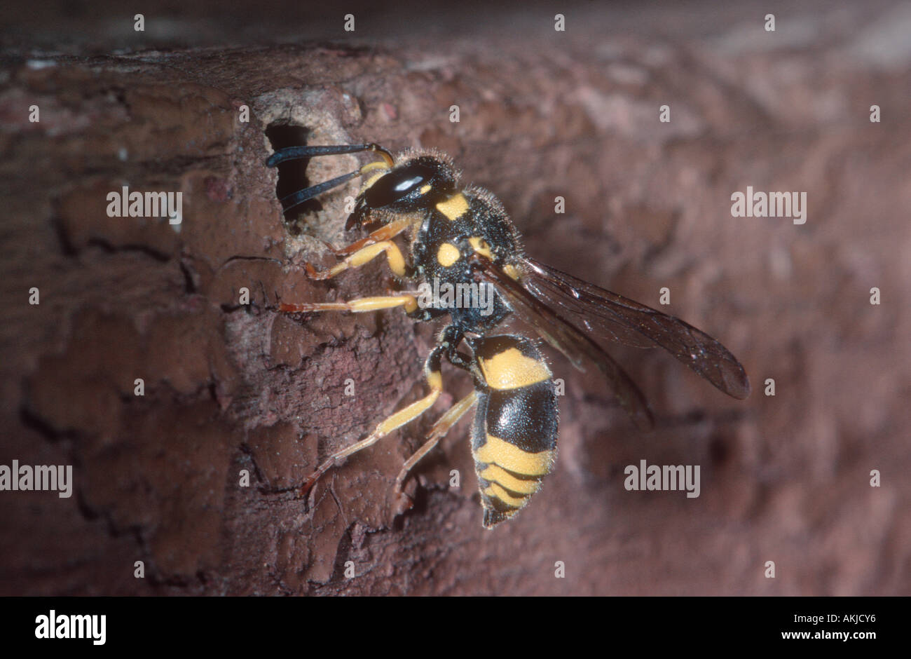 Mason Wasp, Odynerus alpinus. Entering at nest Stock Photo Alamy