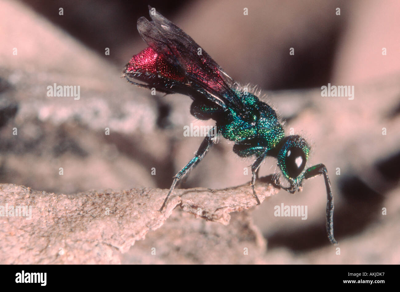 Ruby tailed Wasp, Chrysis ignita. Cleaning itself Stock Photo