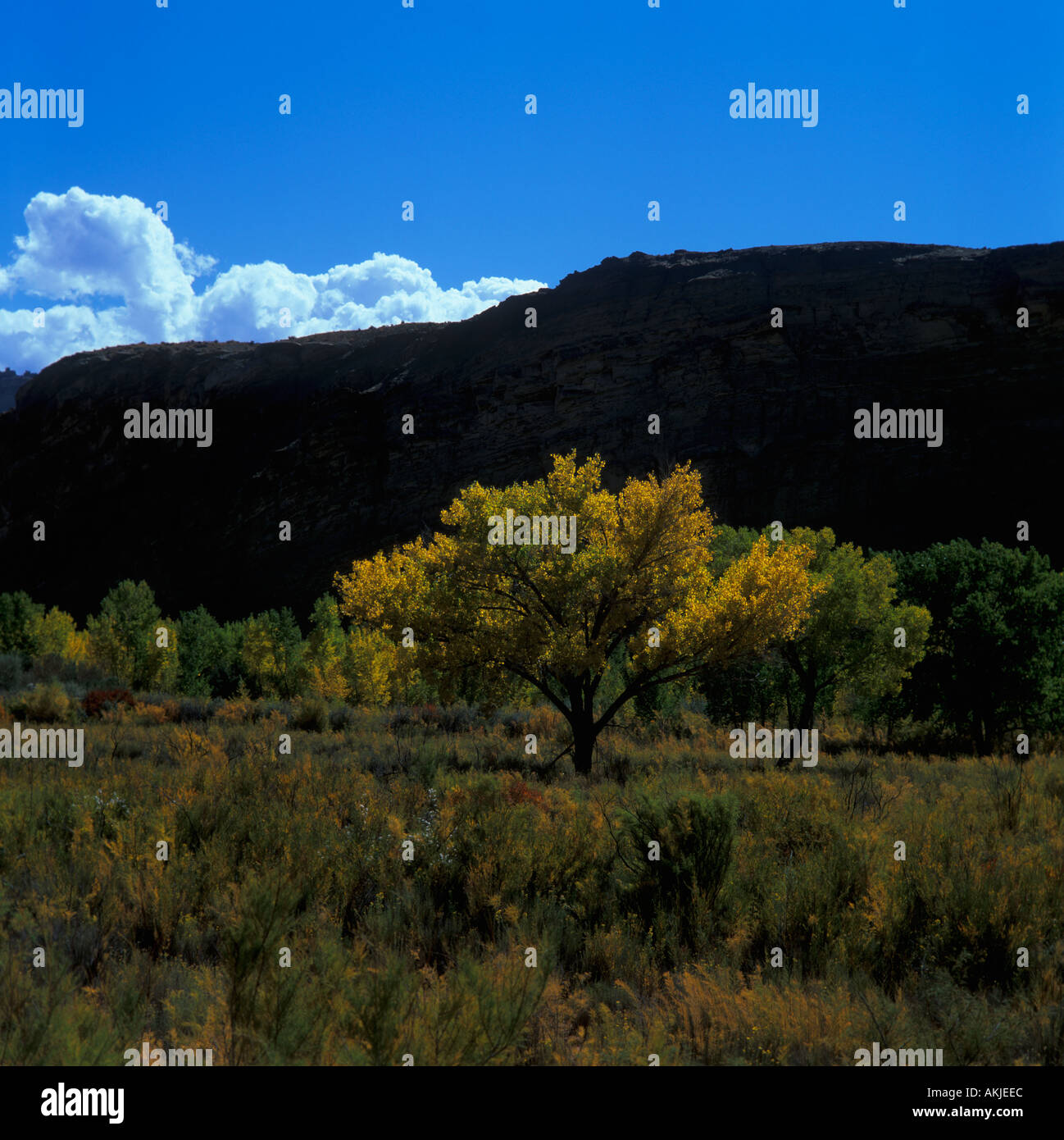 trailside trees utah Stock Photo Alamy