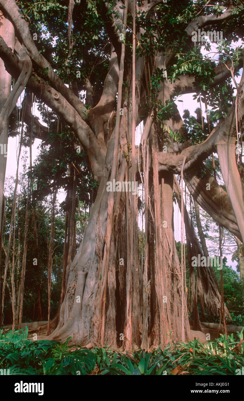 Rubber Tree, Coussapoa dealbata. Showing aerial roots Stock Photo
