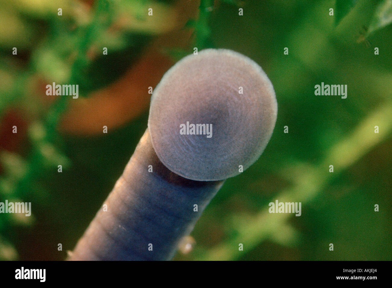 Freshwater leech hires stock photography and images Alamy
