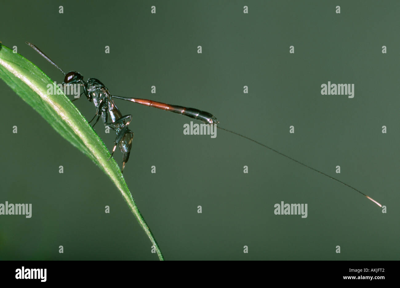 Hymenopteran, Gasteruption jaculator. Female showing long ovipositor Stock Photo