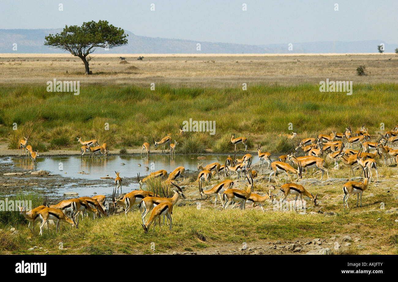 Gazelles serengeti hi-res stock photography and images - Alamy