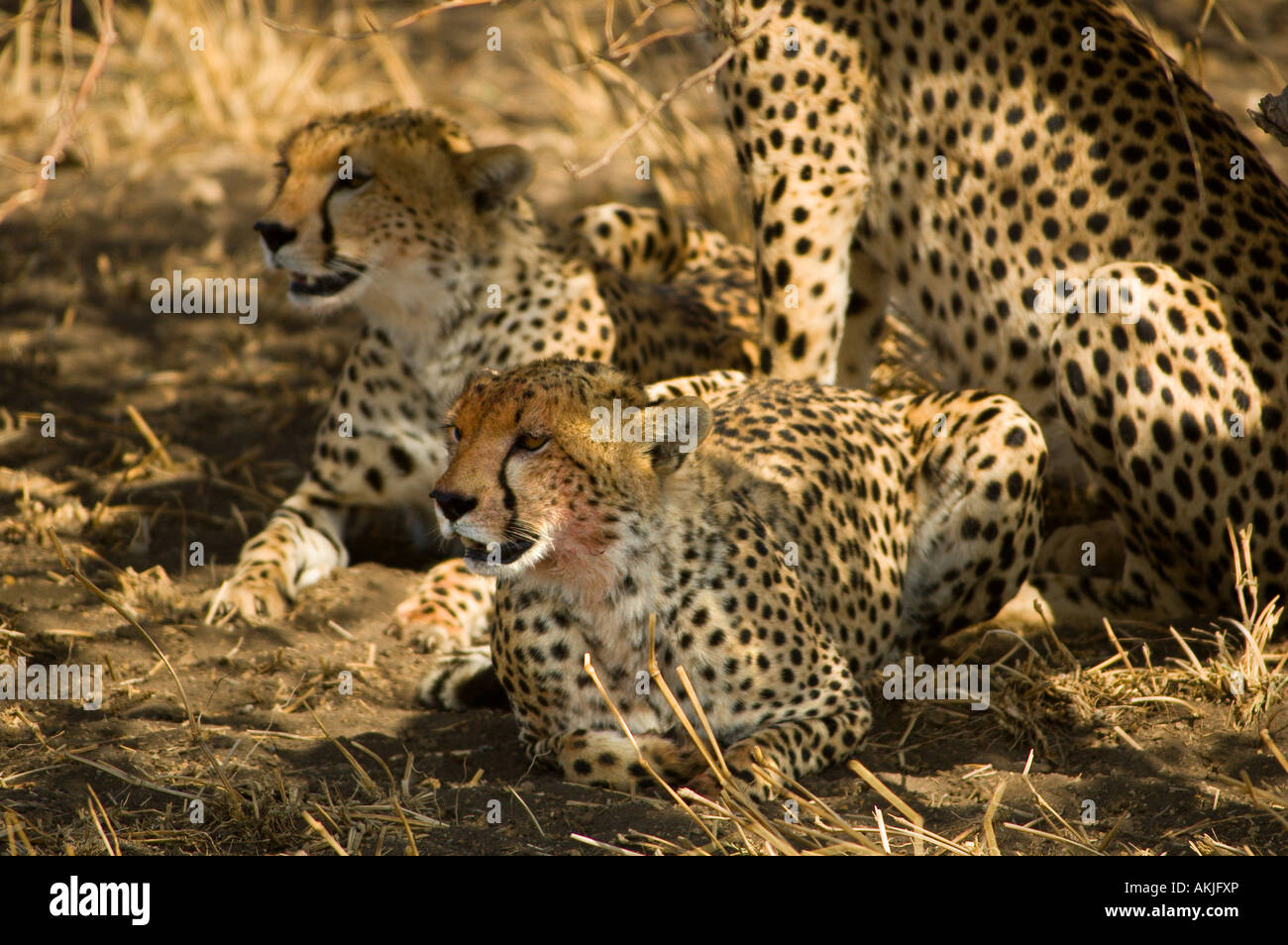 Cheetah in the shade Stock Photo