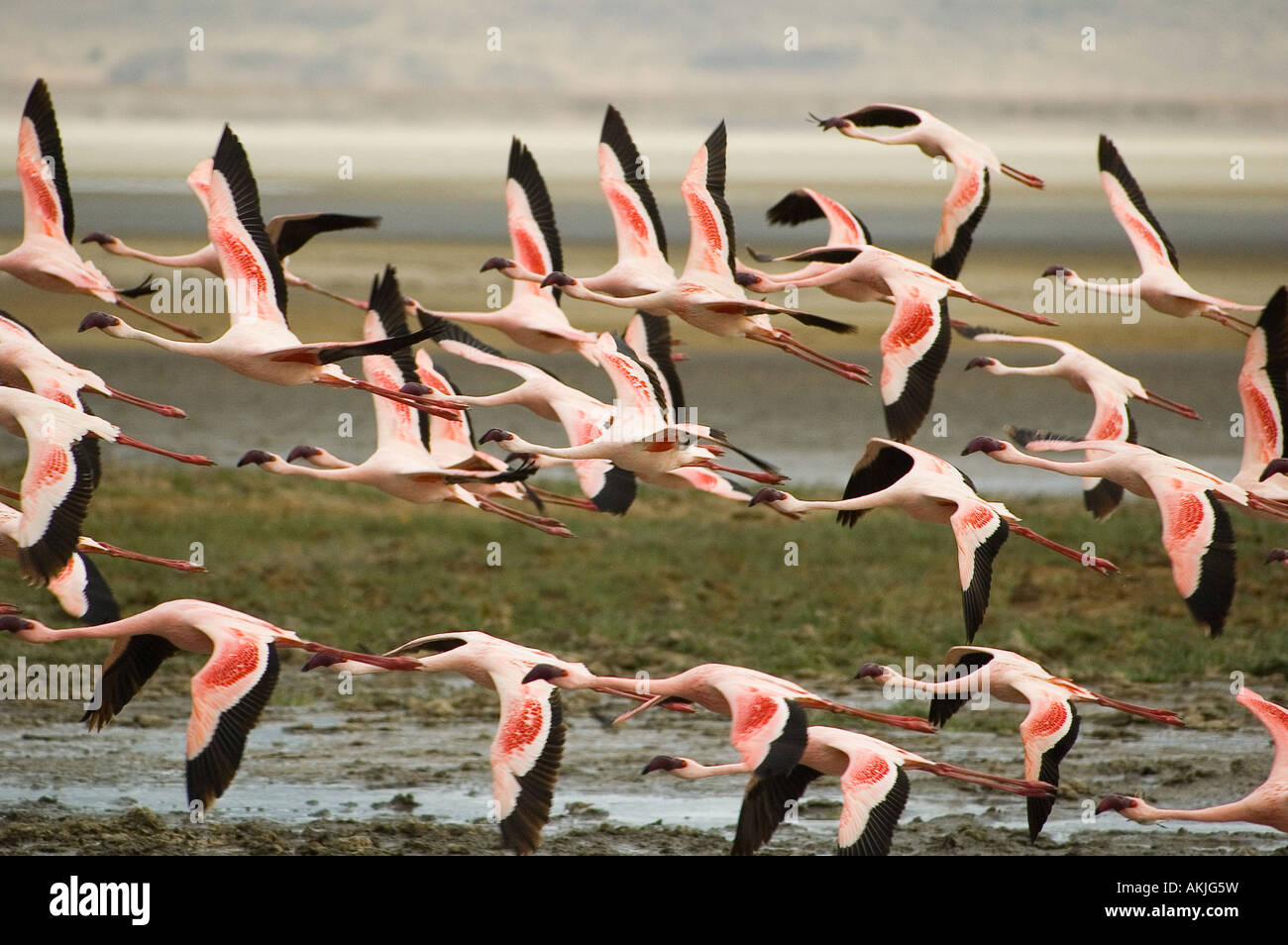 Flamingoes flying low in Ngorongoro Crater, Tanzania, East Africa Stock Photo
