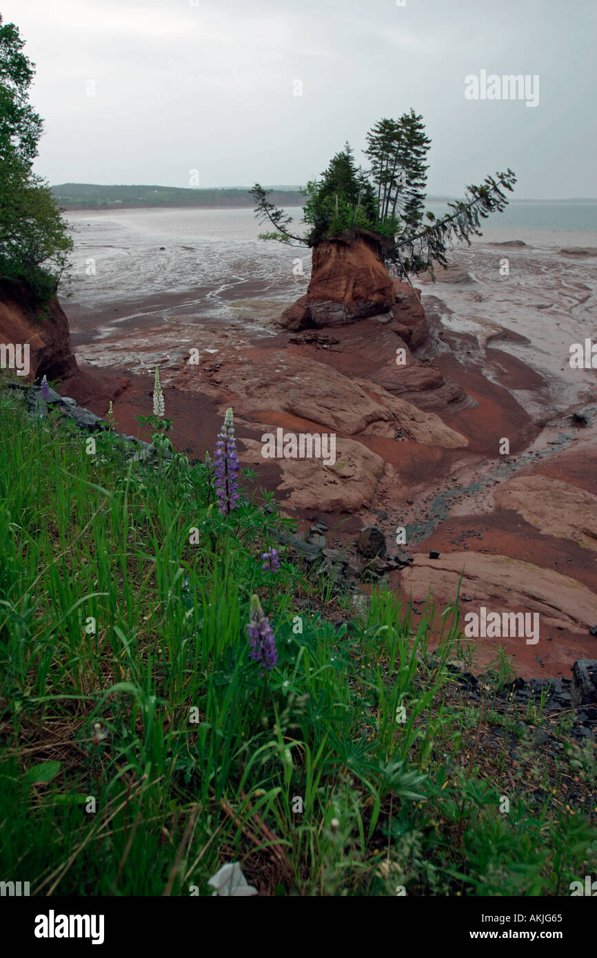 Sea shaped flowerpots near Five Islands in the Minas Basin Bay of Fundy Nova Scotia Canada Stock Photo