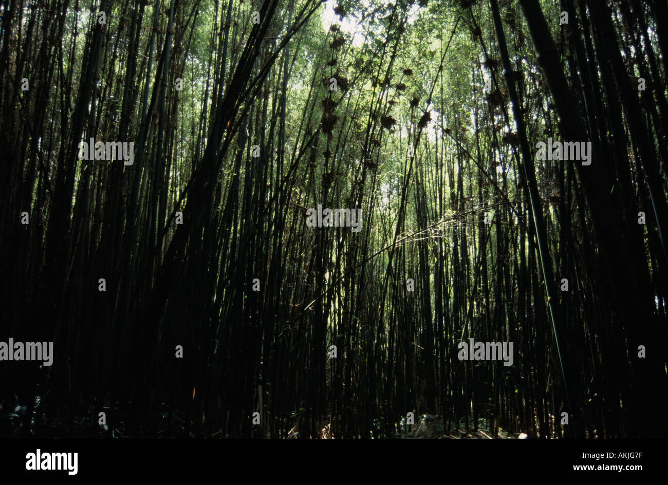 Bamboo growing in the Park des Volcans north western Rwanda Stock Photo ...