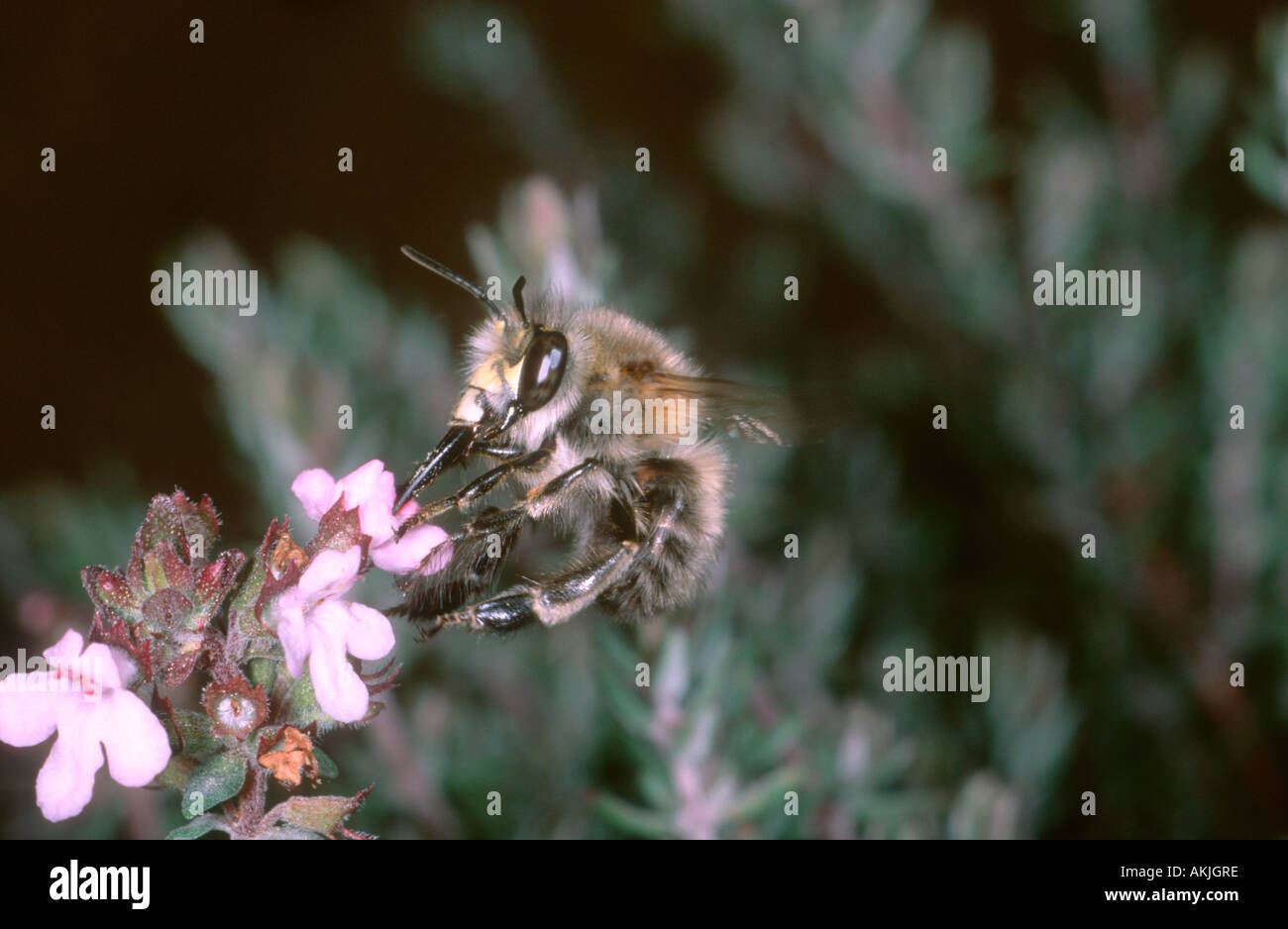 Bee, Family Anthophoridae. Collecting nectar on Thyme flower (Thymus