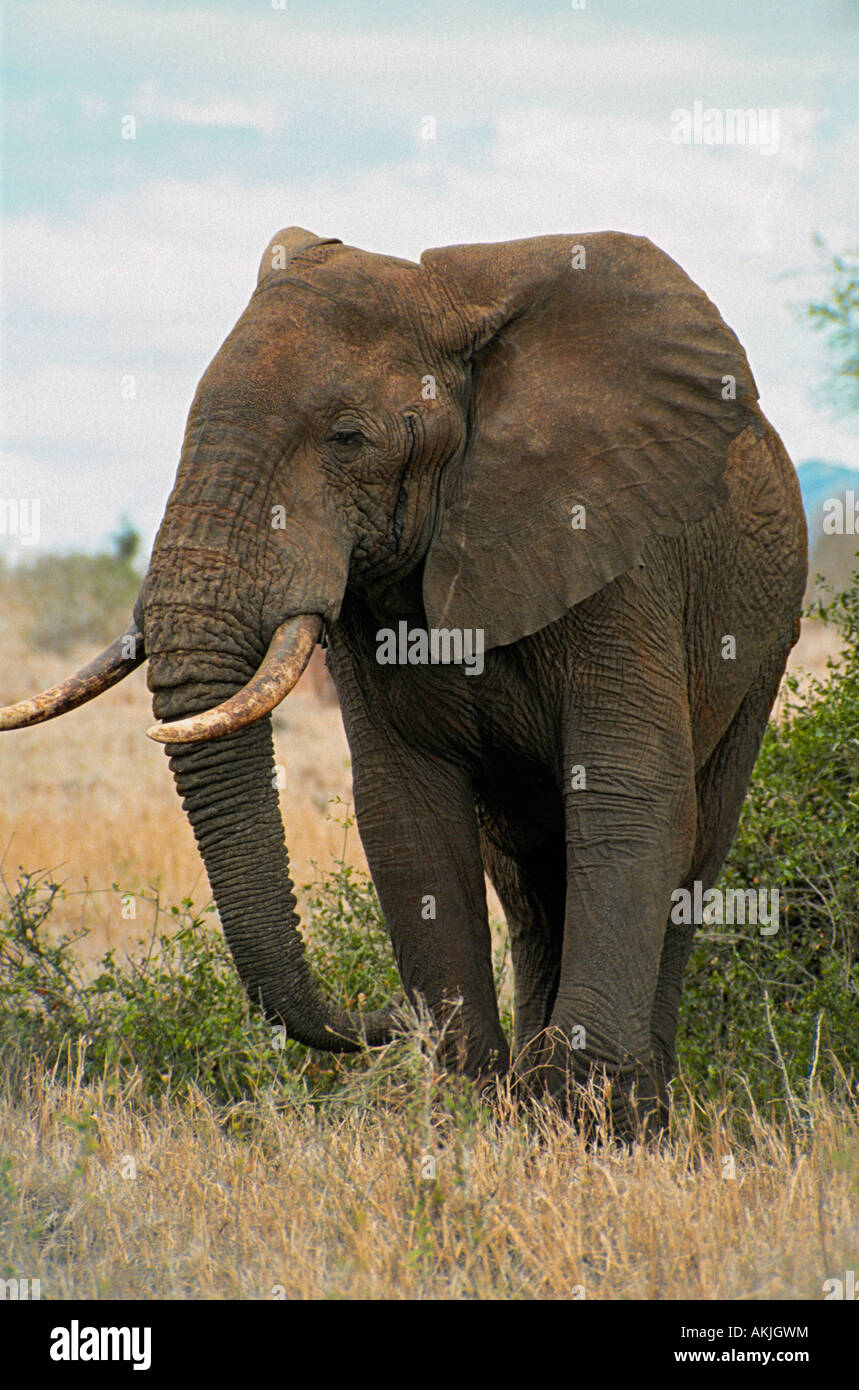AFRICA KENYA TSAVO EAST NATIONAL PARK AFRICAN ELEPHANT Stock Photo
