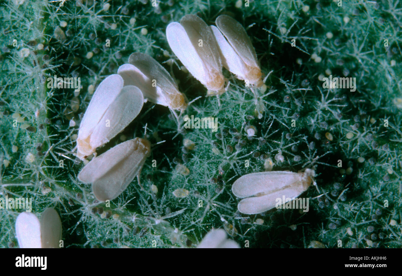 Greenhouse Whitefly, Trialeurodes vaporariorum. Colony on leaf Stock Photo