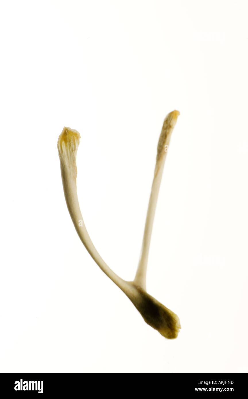 wish bone against white background Stock Photo - Alamy