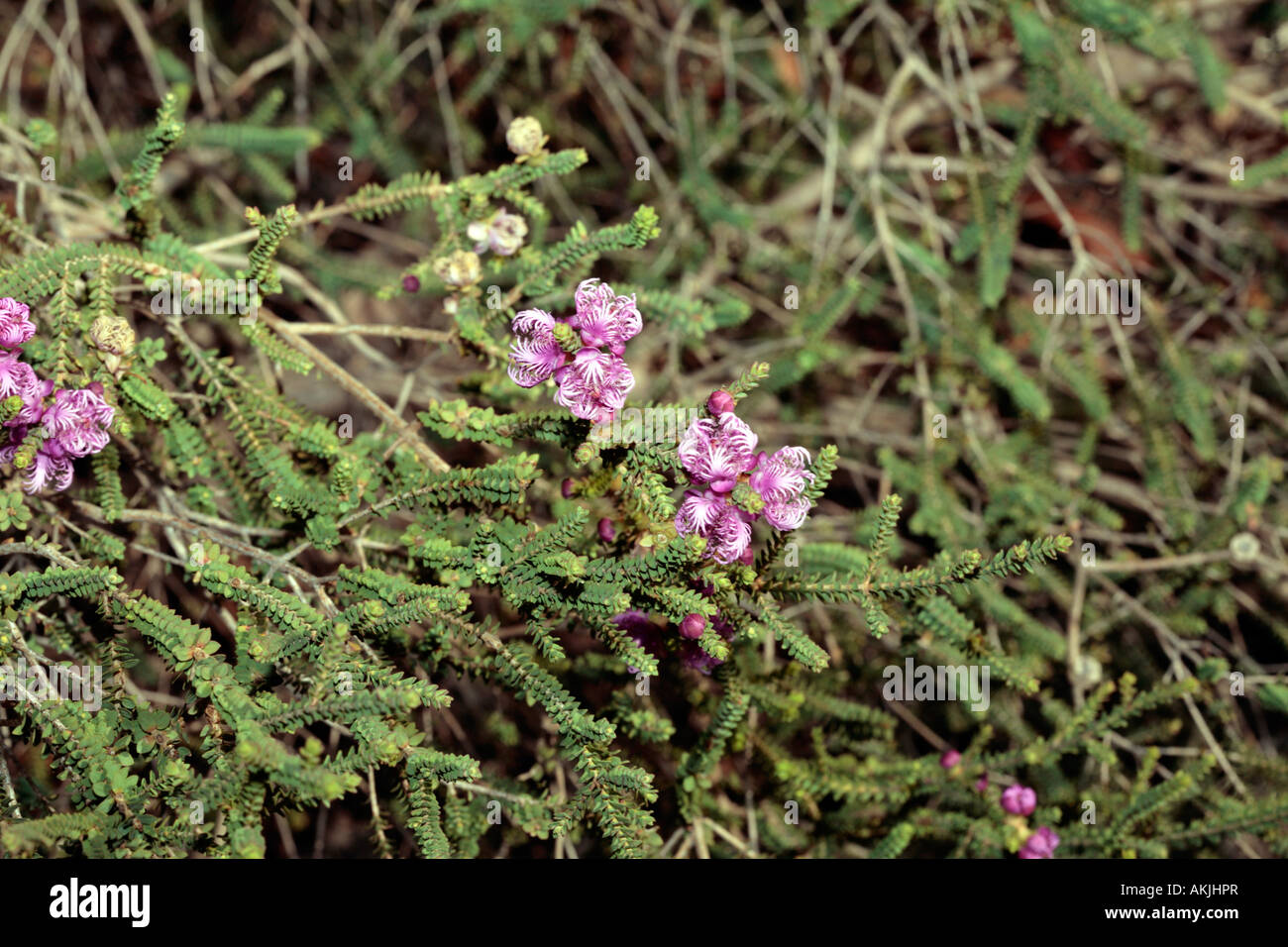 Claw Flower- Melaleuca pulchella- Family Myrtaceae Stock Photo