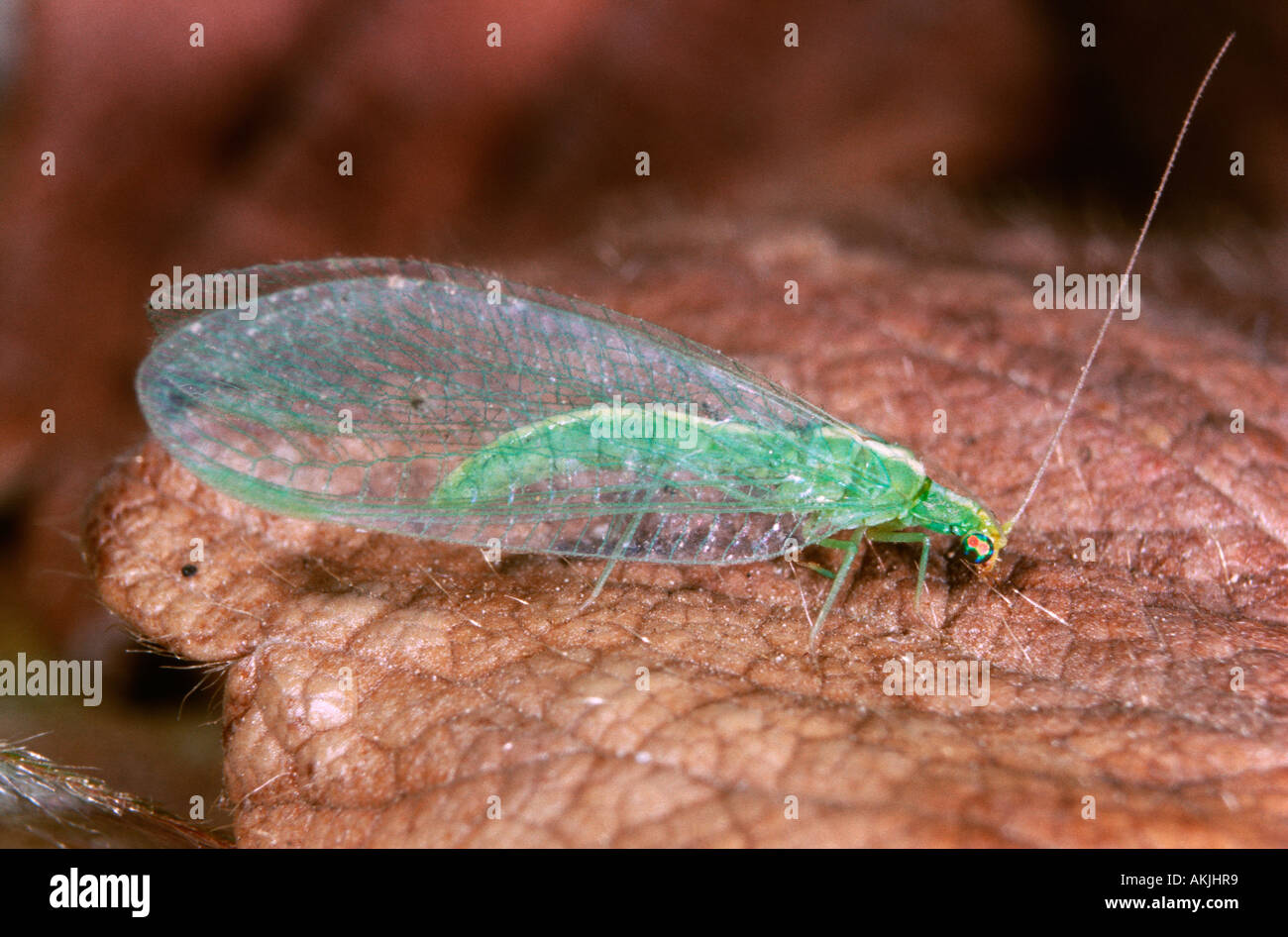 Perla Insect Entomology and lacewing hi-res stock photography and images - Alamy