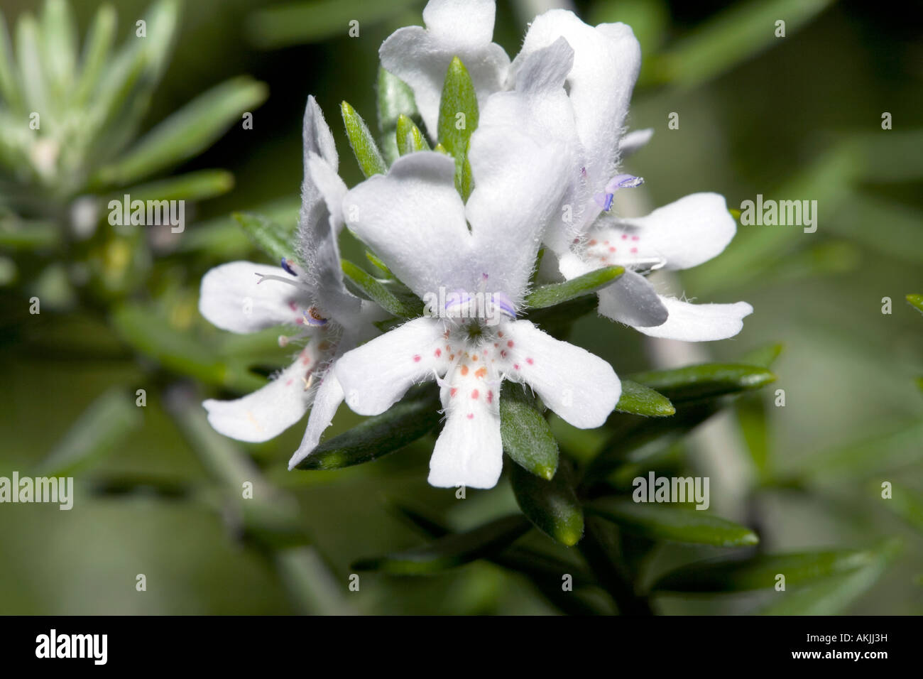 Westringia - Westringia eremicola- Family Lamiaceae Stock Photo
