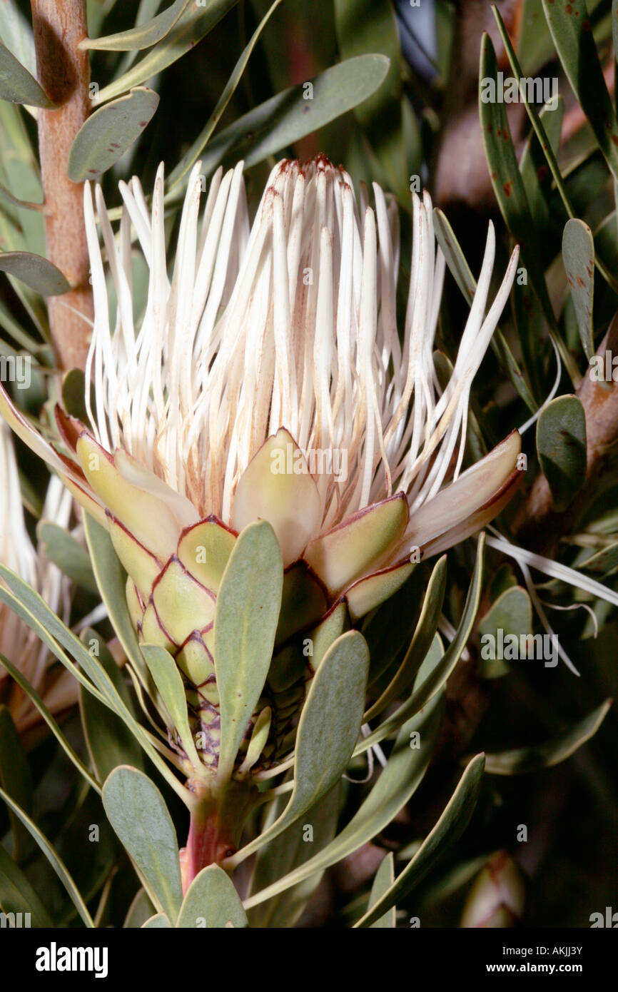 Protea lanceolata- Lanceleaf Sugarbush-Family Proteaceae and of the group of Proteas called True Sugarbushes  Status Vulnerable Stock Photo