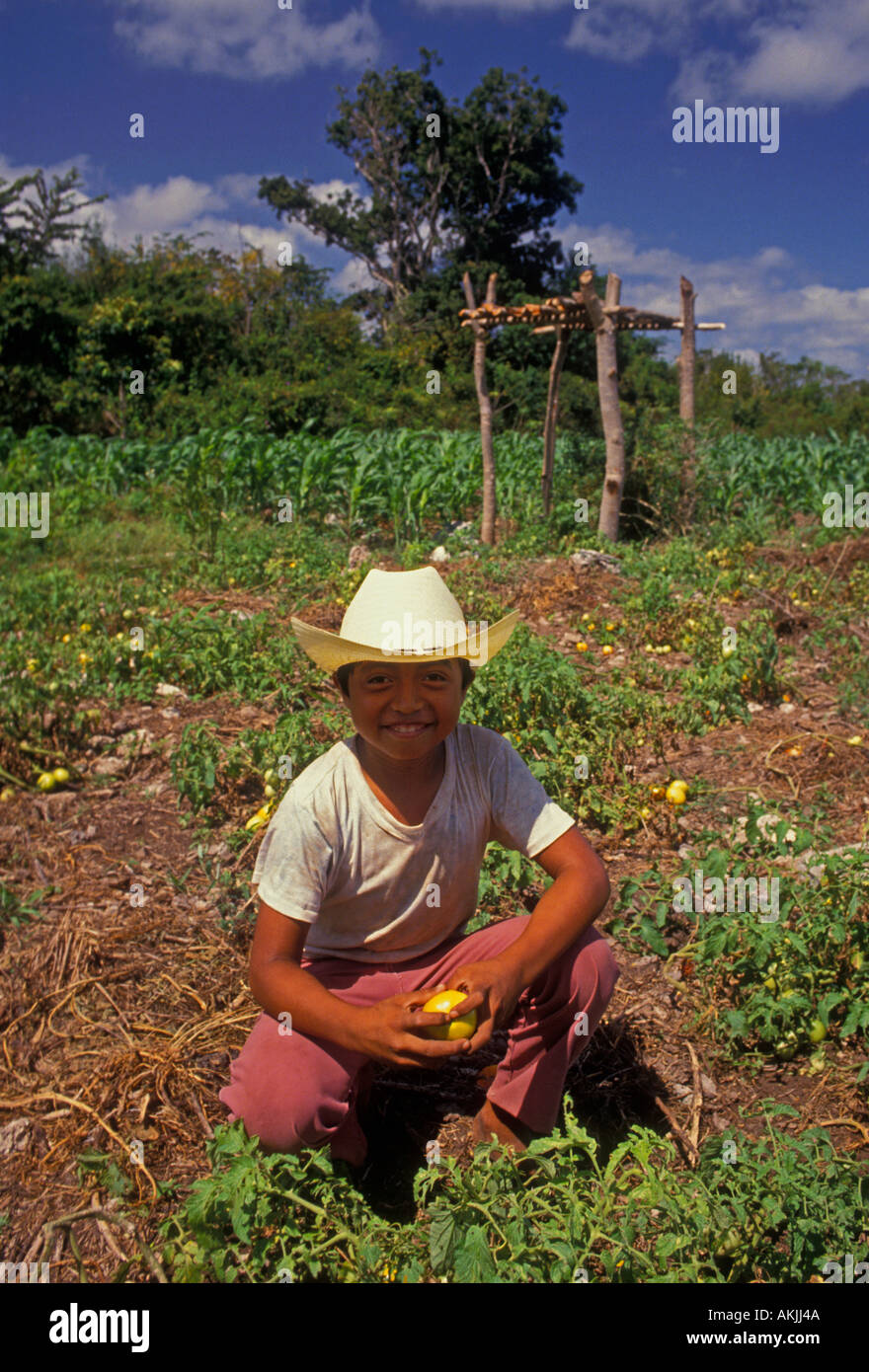 1, one, Mexican boy, Mayan boy, harvesting, tomatoes, town, Tulum, Quintana Roo State, Yucatan, Yucatan Peninsula, Mexico Stock Photo