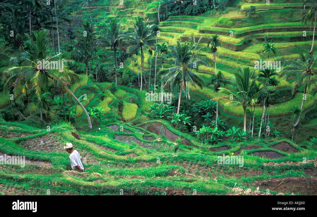 Terraced Rice Fields in Tegallalang, Central Bali (Indonesia) Stock Photo