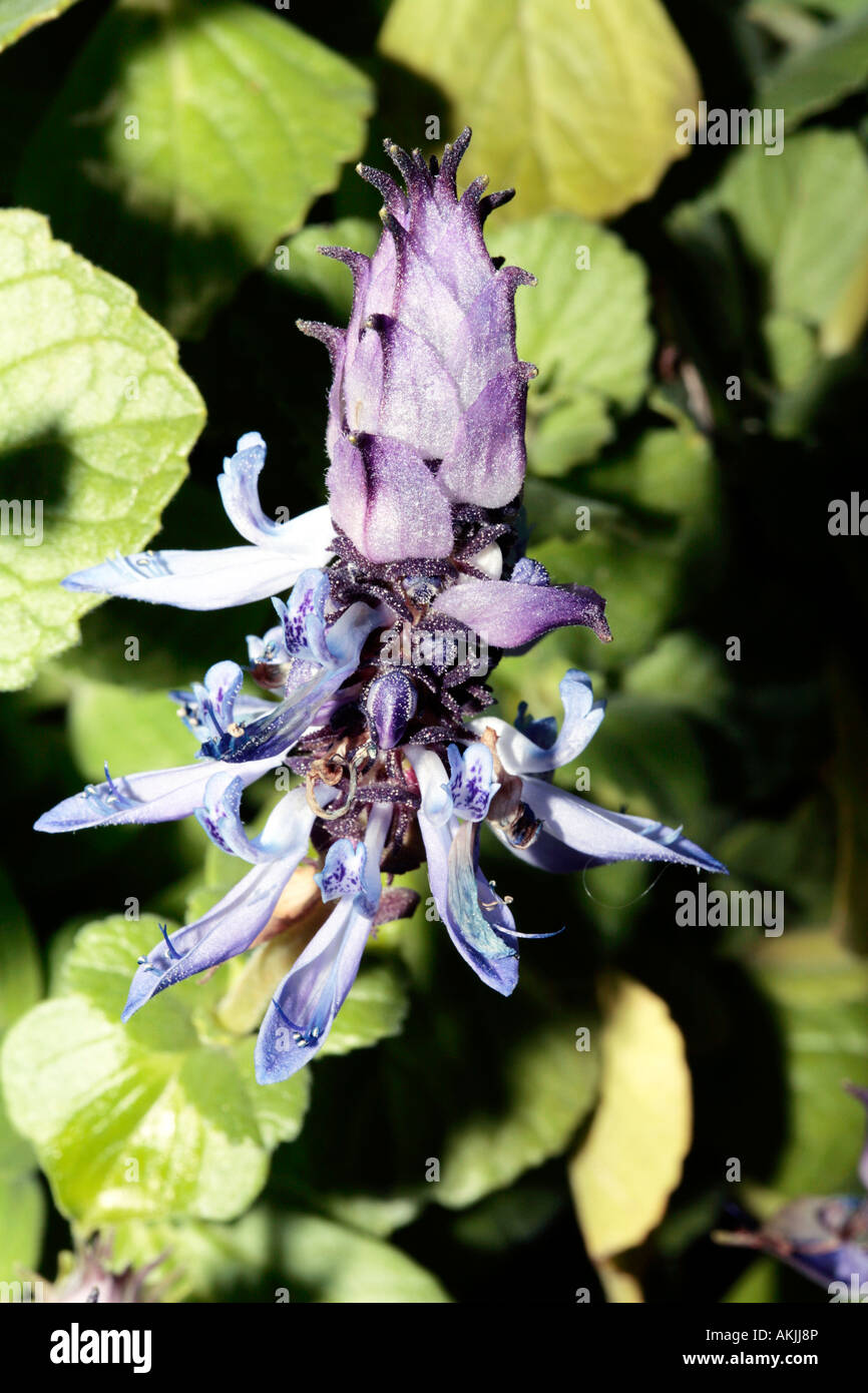 Spur flowers- Plectranthus neochilus-Family Lamiaceae Stock Photo