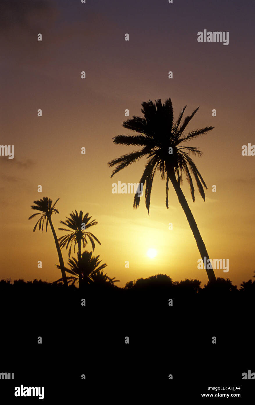 Palm Trees at Sunset, Jerba (Djerba) Stock Photo