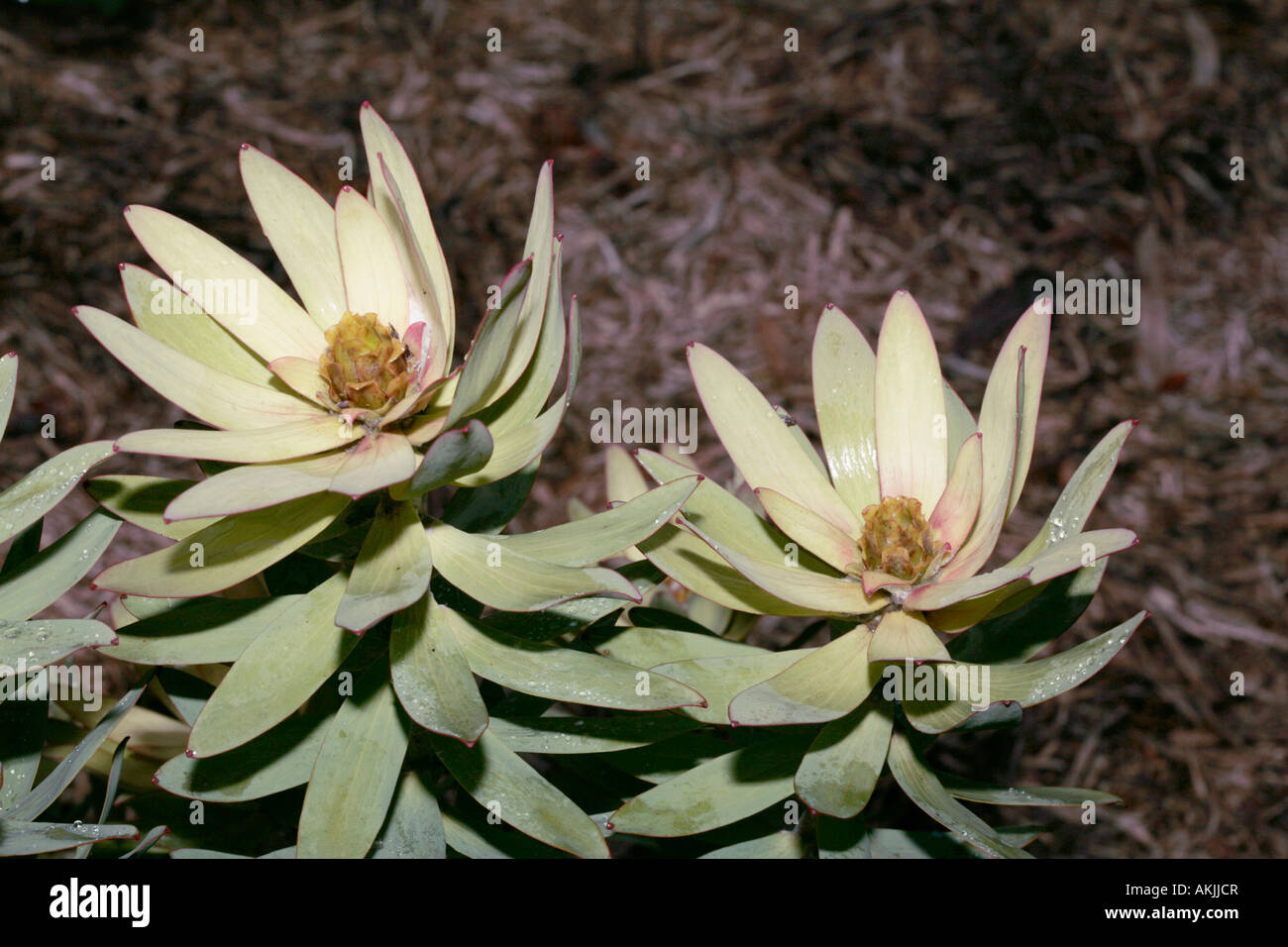 Leucadendron tinctum female flower-Spicy Conebush-Family Proteaceae-Leucadendron group called Sun Conebushes- Status Rare Stock Photo