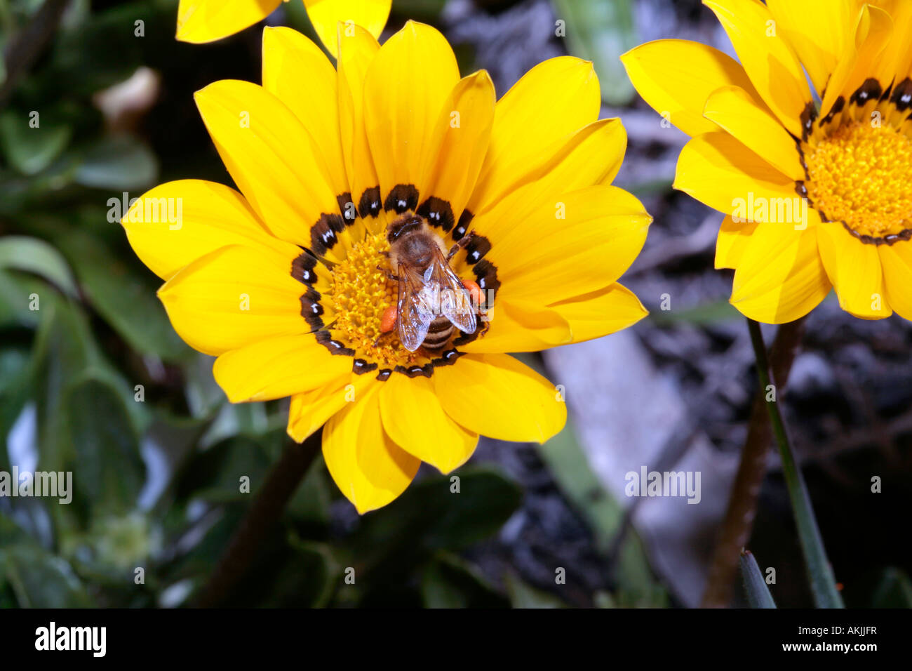 Gazania/Treasure Flower and Honey Bee Family Asteraceae Gazania rigida hybrid and Apis