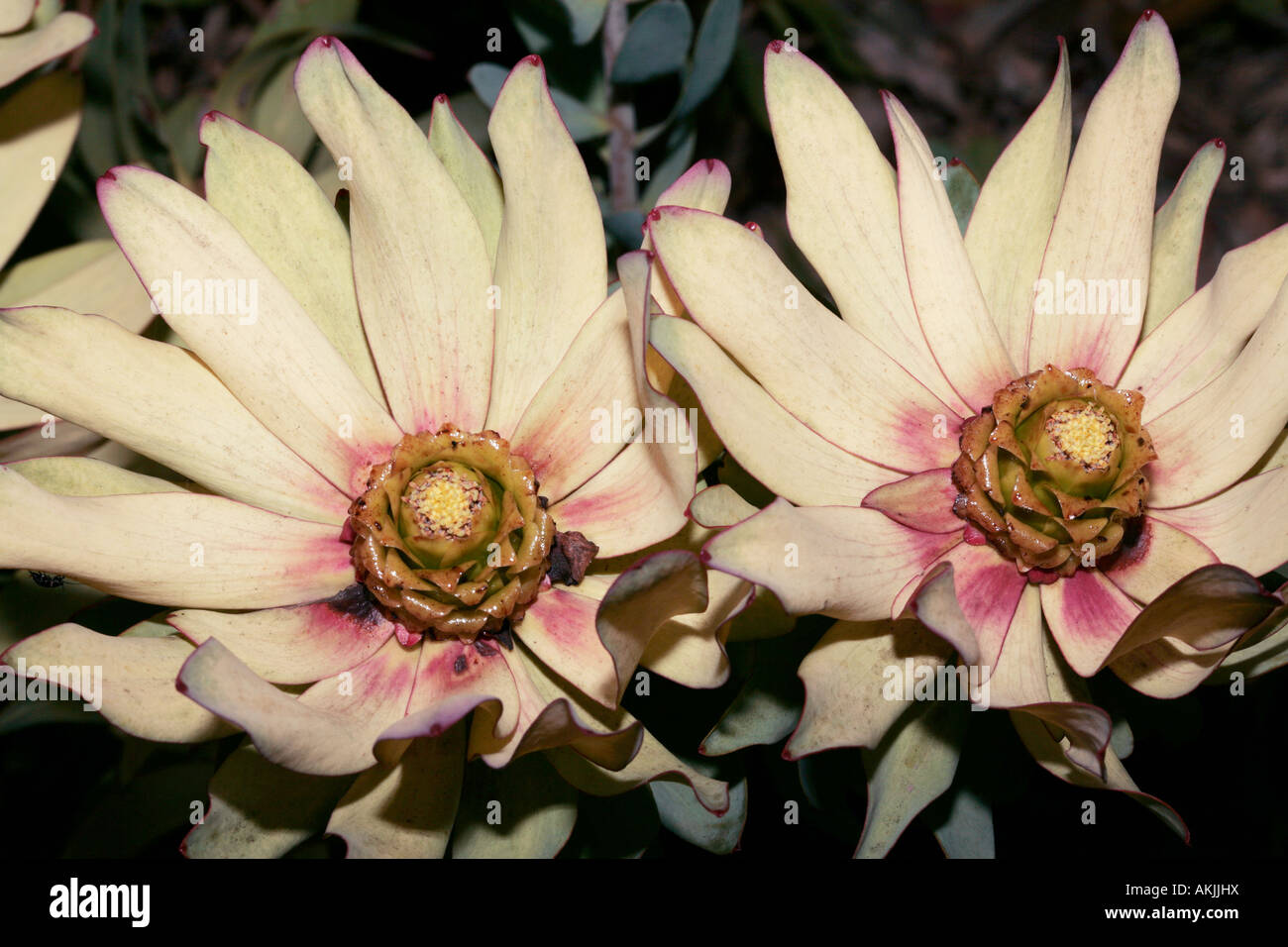 Leucadendron tinctum male flower-Spicy Conebush-Family Proteaceae-Leucadendron group called Sun Conebushes- Status Rare Stock Photo