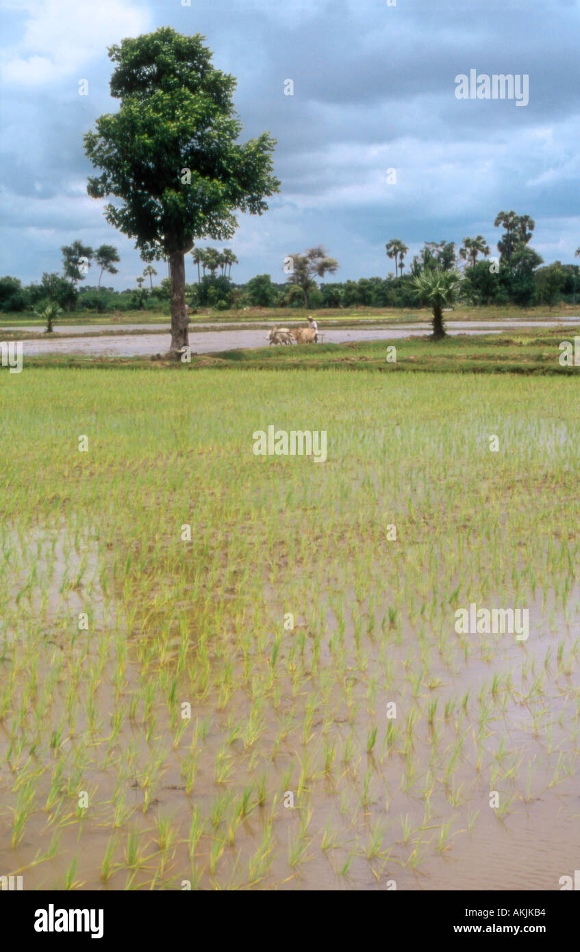 Tree and field Myanmar Stock Photo - Alamy