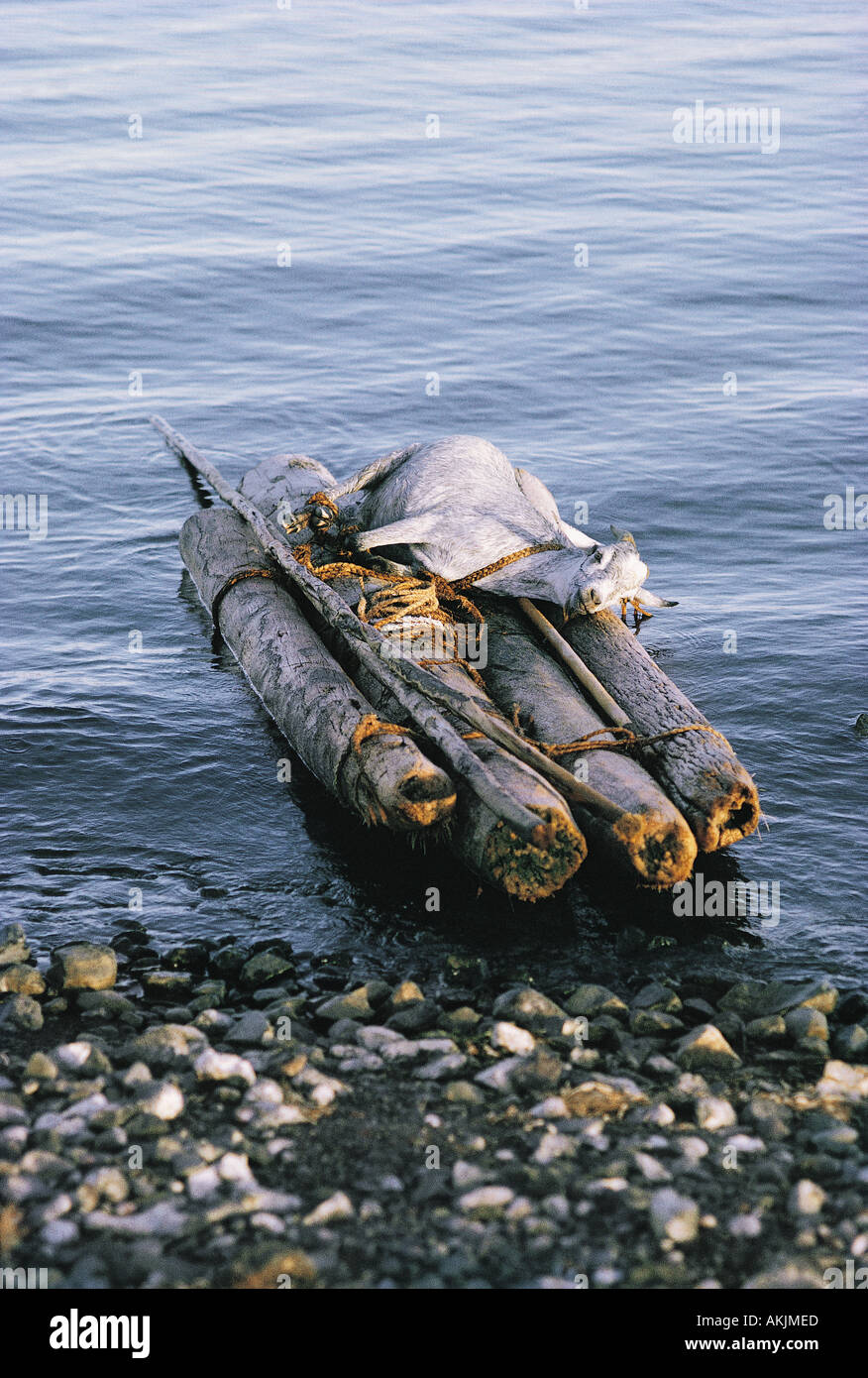 El Molo palm log raft with tethered goat that has just been paddled across El Molo Bay Stock Photo