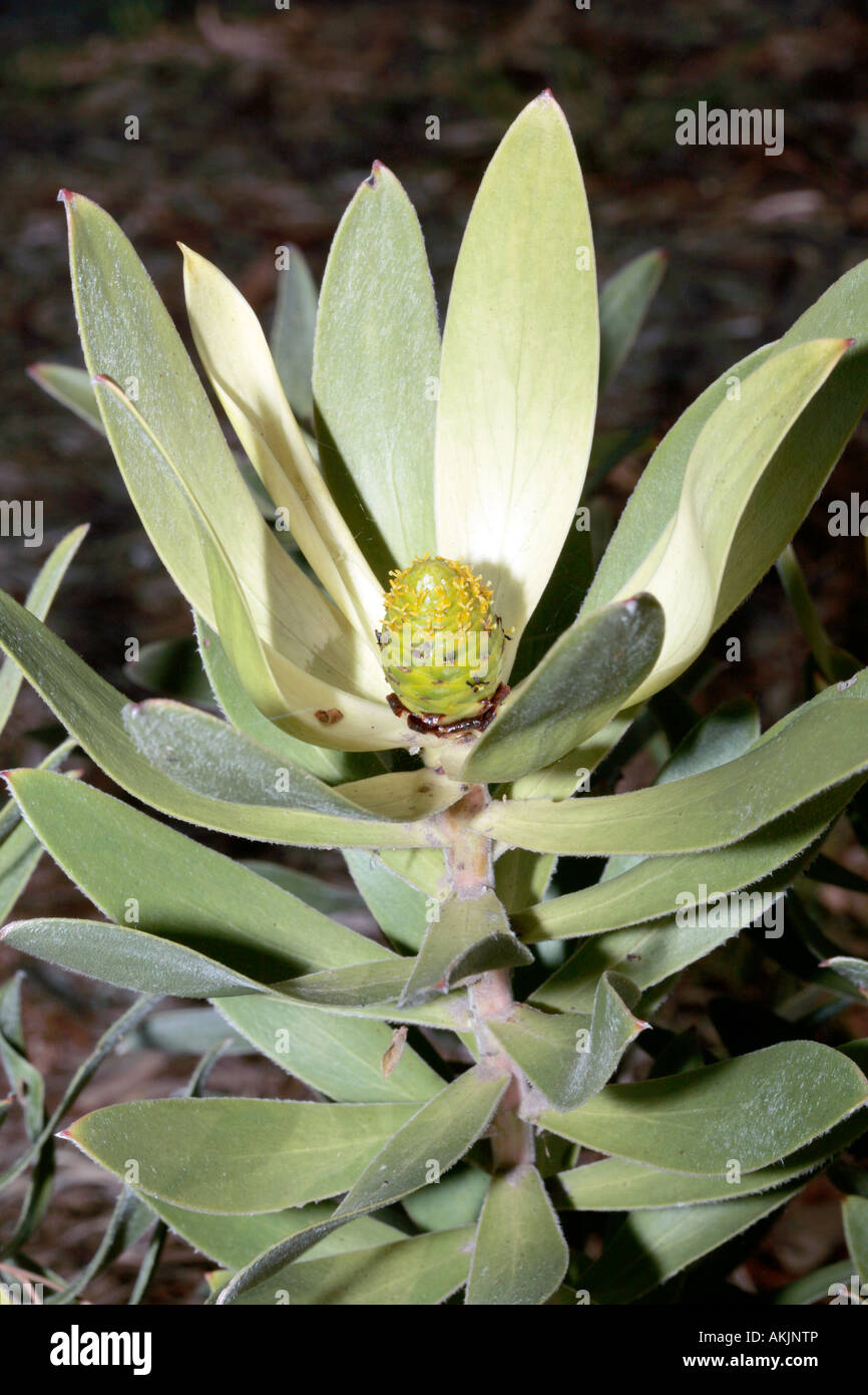 Oilbract Conebush-Leucadendron microcephalum female flower-Family Protaceae-Leucadendron group called Oilbract Conebushes Stock Photo