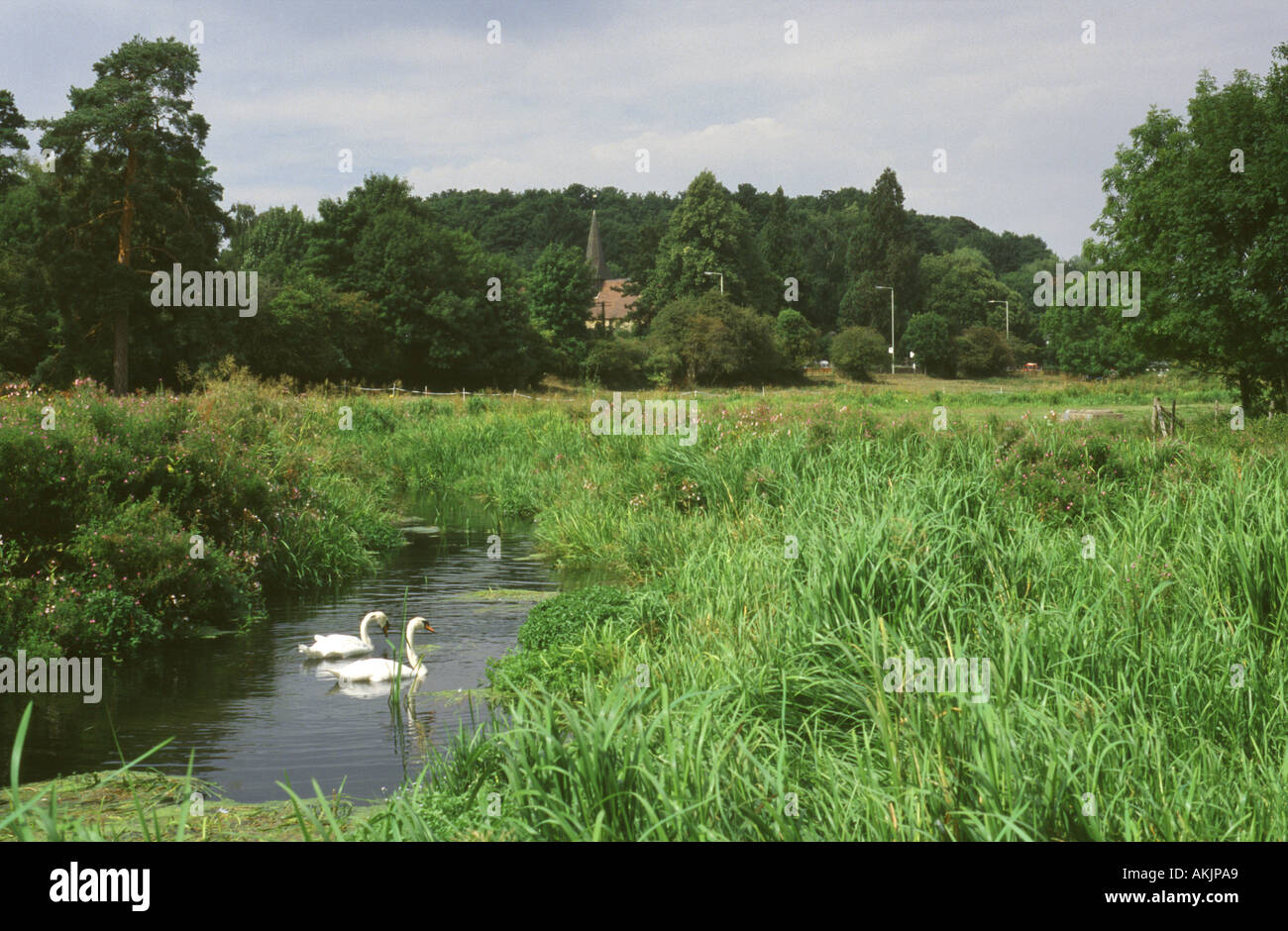 Waterford marshes near Hertford, Hertfordshire, England, UK Stock Photo