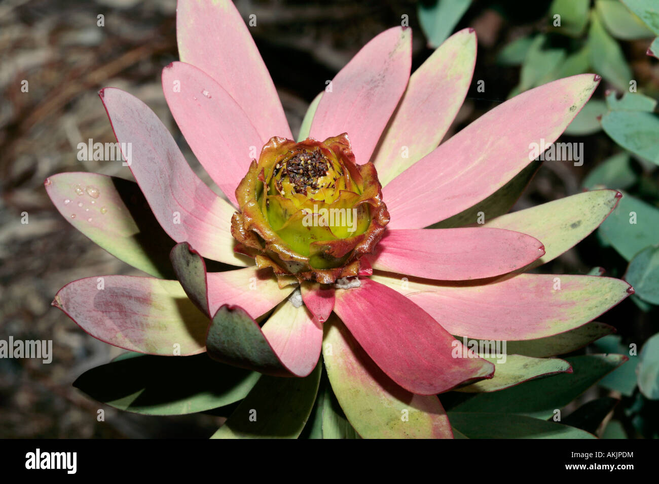 Leucadendron tinctum male flower-Spicy Conebush-Family Protaceae-Leucadendron group called Sun Conebushes- Status Rare Stock Photo