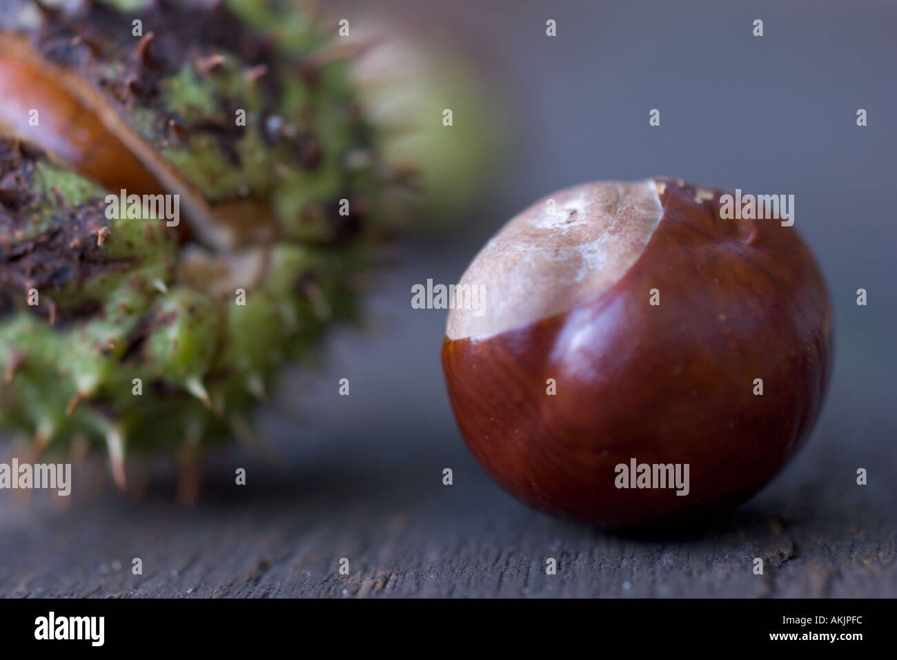 Conkers seed of the Horse chestnut tree or Aesculus hippocastanum