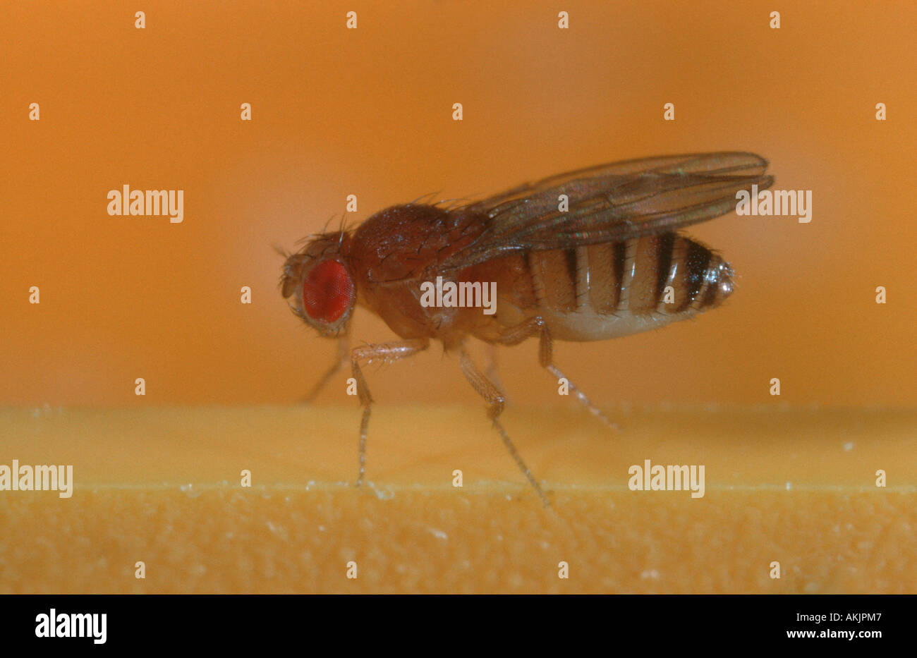 Fruit flies drosophila melanogaster hires stock photography and images Alamy