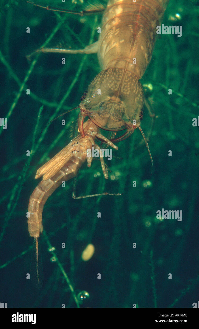 Diving Beetle, Dytiscus marginalis. Larva devouring a Damselfly nymph. Life cicle series  3 of 17 Stock Photo