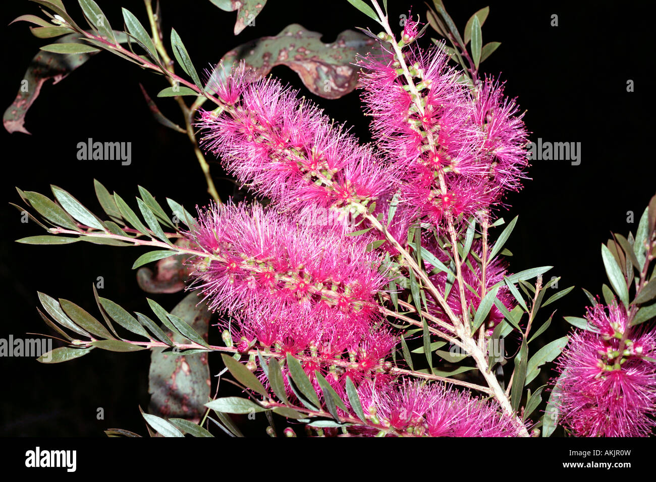 Callistemon cultivar 'Eureka'- Family Myrtaceae Stock Photo