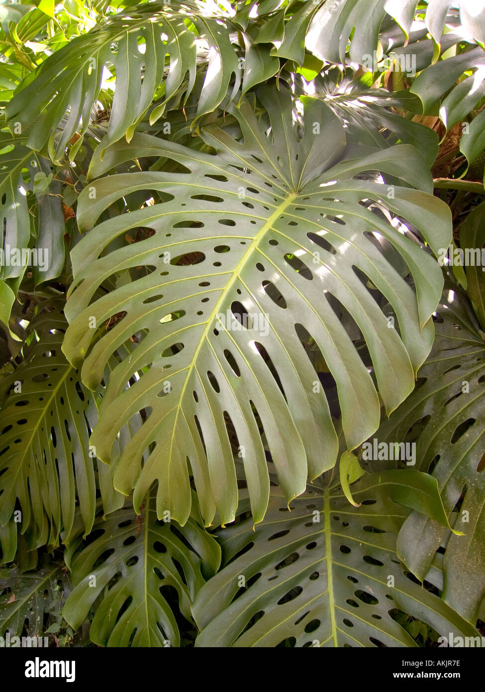 Oahu Hawaii North Waimea Valley Plant Stock Photo Alamy
