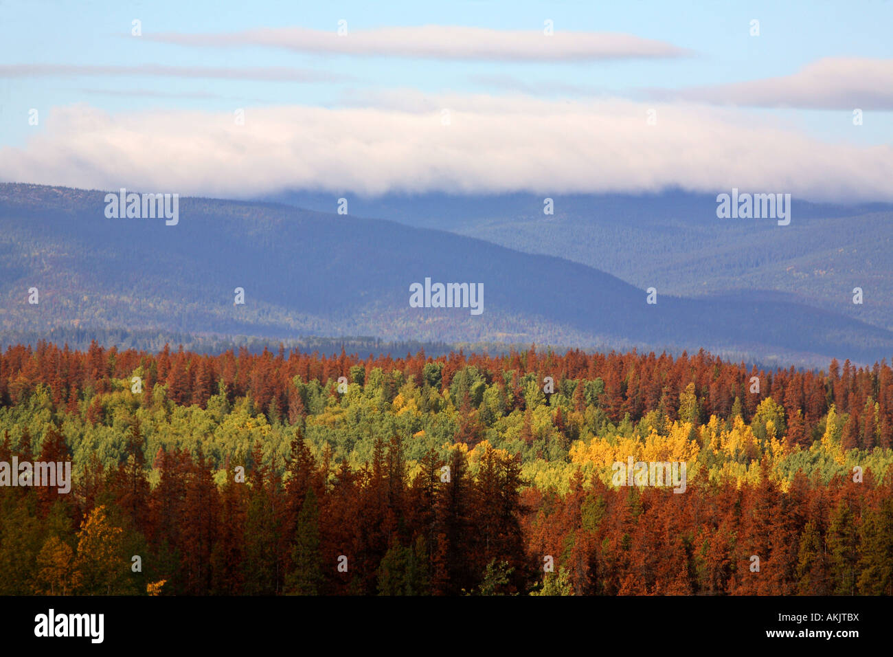 Fall colors and diseased trees in beautiful British Columbia Stock Photo Alamy