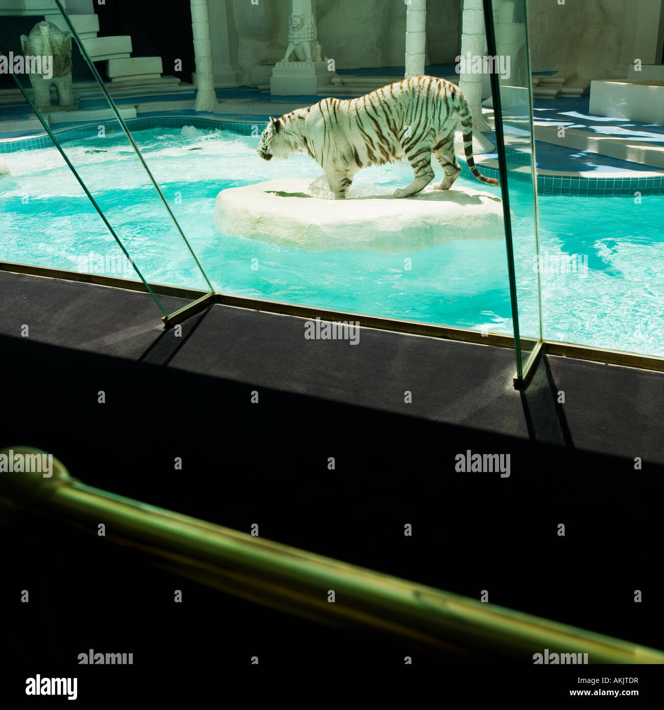 live white tiger exhibit at Mirage resort Las Vegas Stock Photo - Alamy