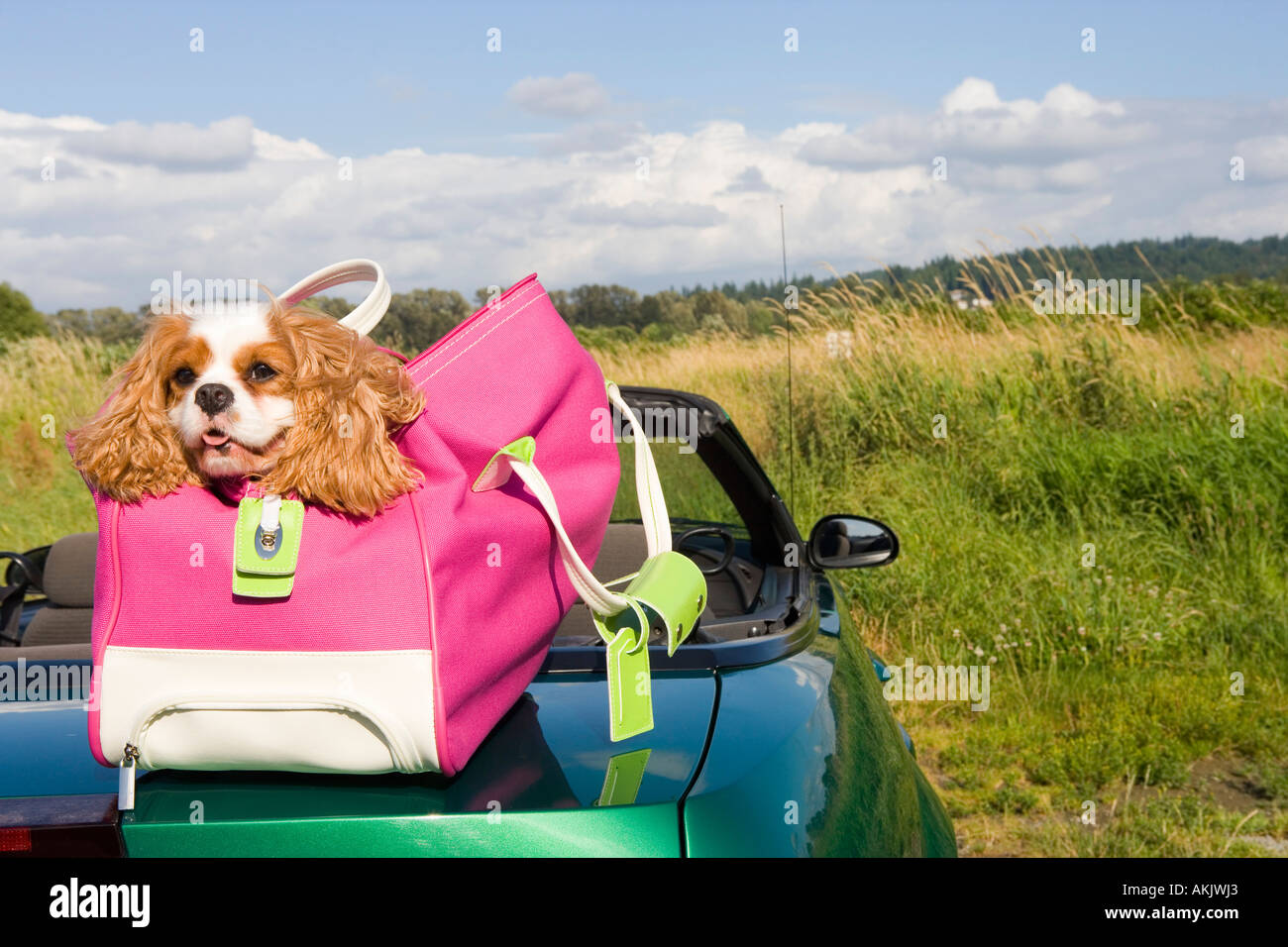 Dog in bag atop car in field Stock Photo